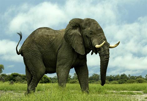 african-elephant2.jpg